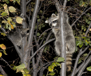 Raccoons 6727